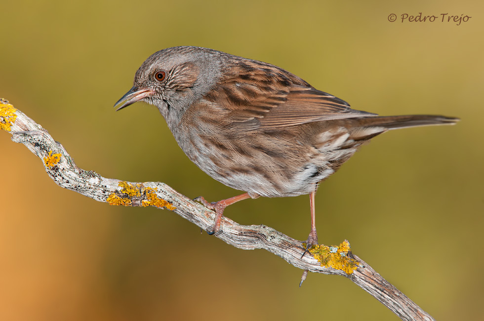 Acentor comun ( Prunella modularis )